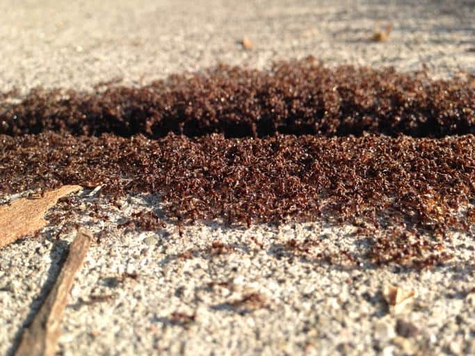 How To Get Rid Of Pavement Ants How I Get Rid Of