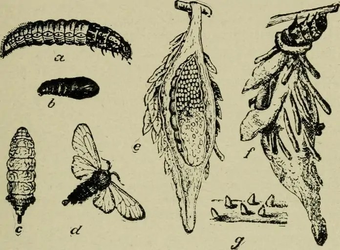 How To Get Rid Of Bagworms How I Get Rid Of