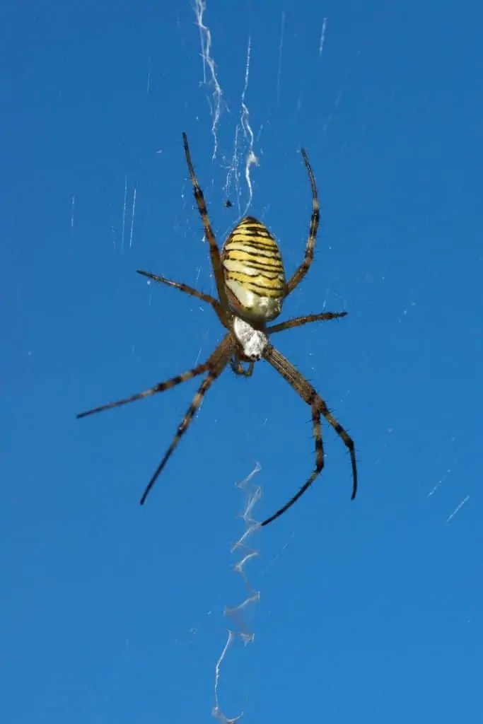 Best Electronic Spider Repellents How I Get Rid Of