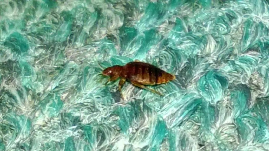 Best Mattress Encasement For Dust Mites, Bed Bugs, Mold, and Stains