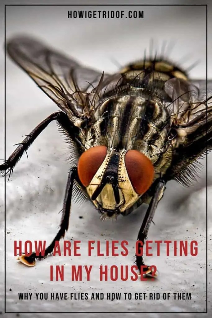 How Are Flies Getting In My House? Why You Have Flies And How To Get