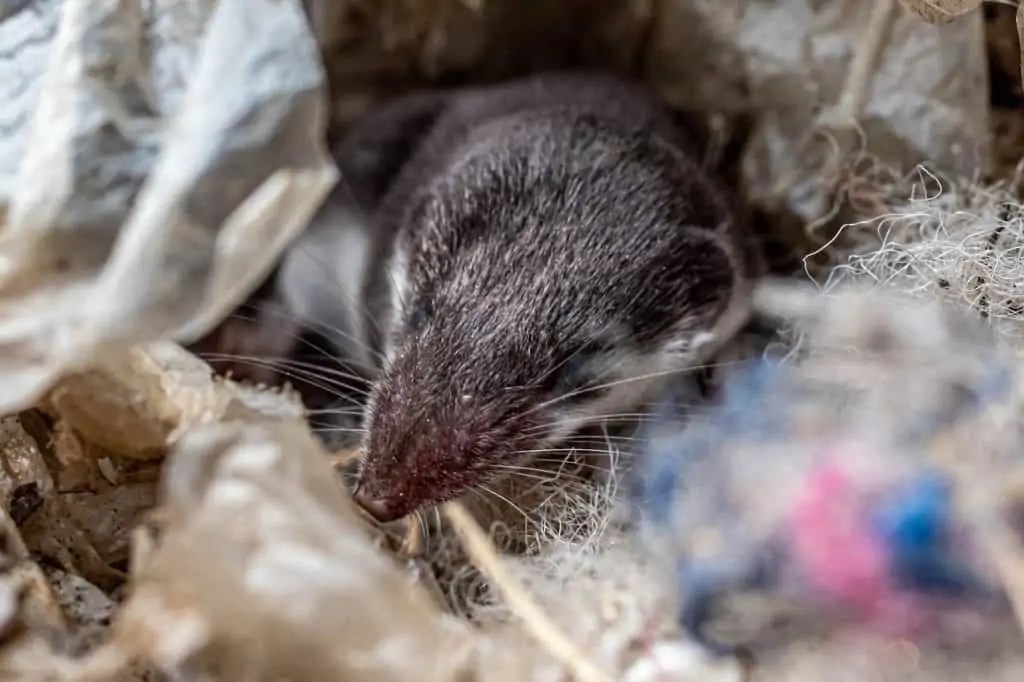 How To Get Rid Of A Shrew In House How I Get Rid Of