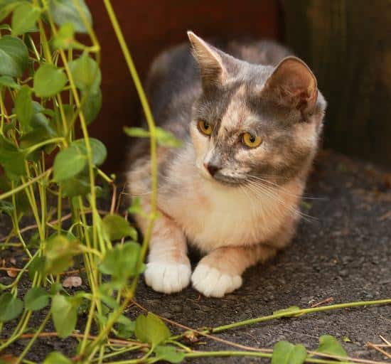 Best Natural Flea Killer How I Get Rid Of