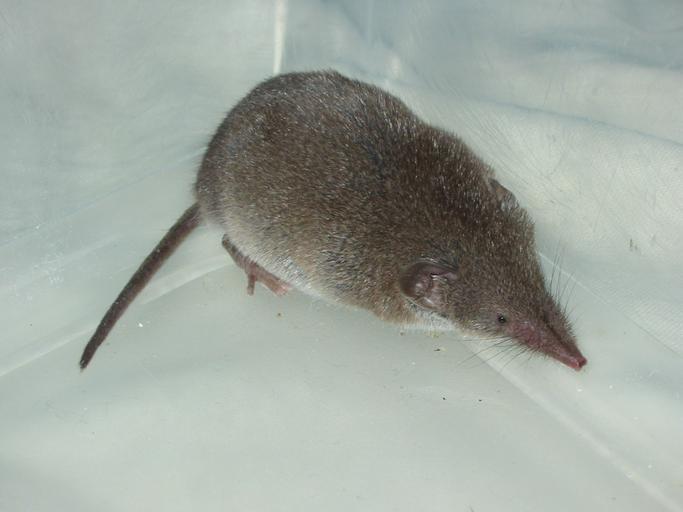 How To Get Rid Of A Shrew In House How I Get Rid Of