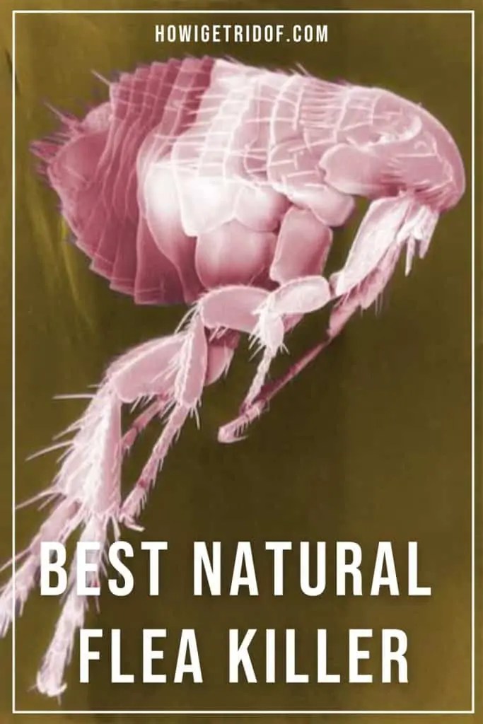 Best Natural Flea Killer How I Get Rid Of