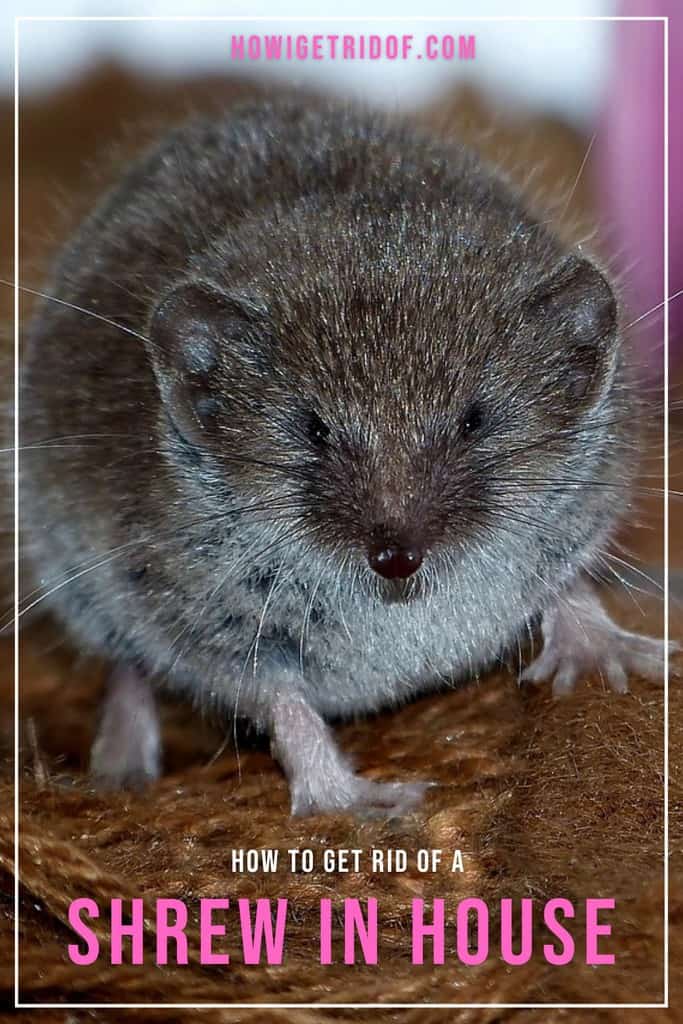 How To Get Rid Of A Shrew In House How I Get Rid Of