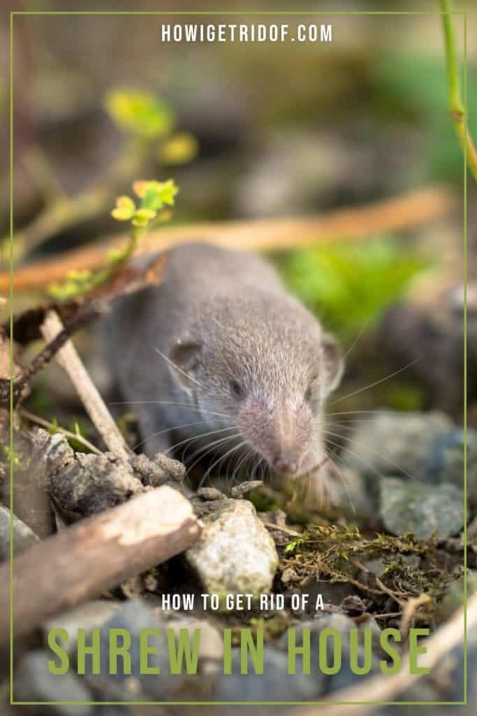 How To Get Rid Of A Shrew In House How I Get Rid Of