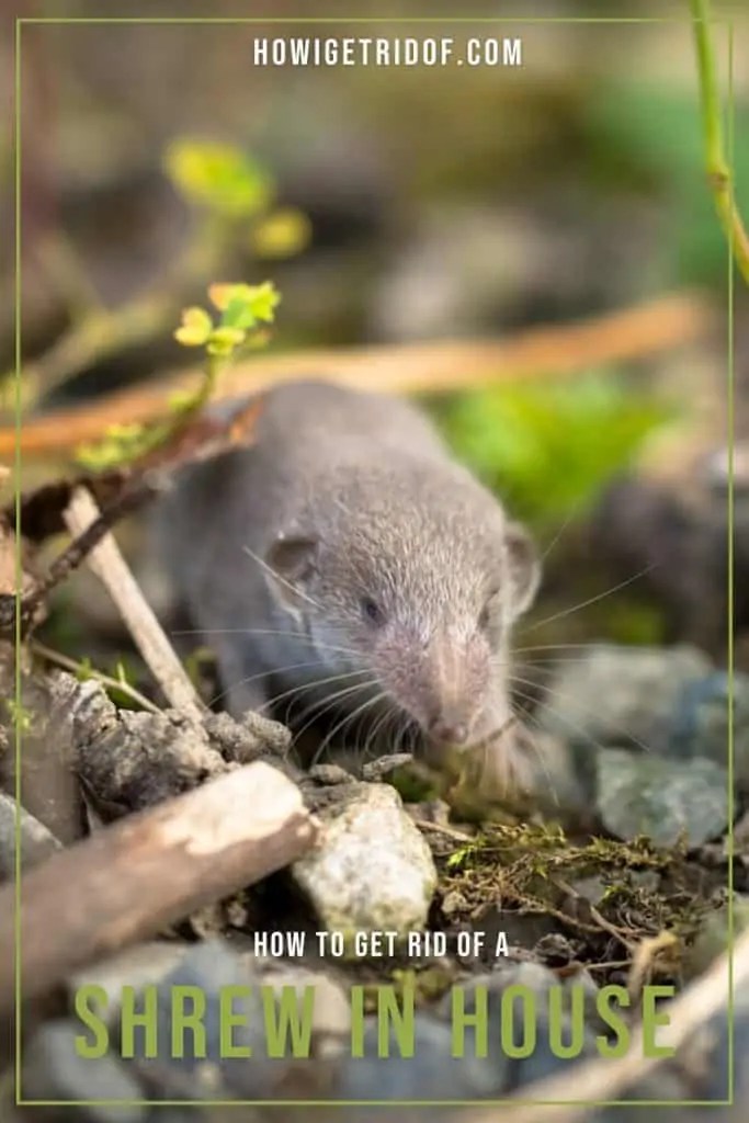 How To Get Rid Of A Shrew In House How I Get Rid Of