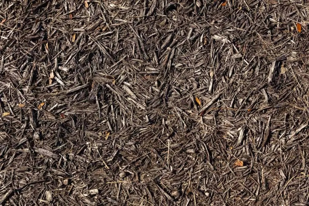 How To Get Rid Of Termites In Mulch How I Get Rid Of