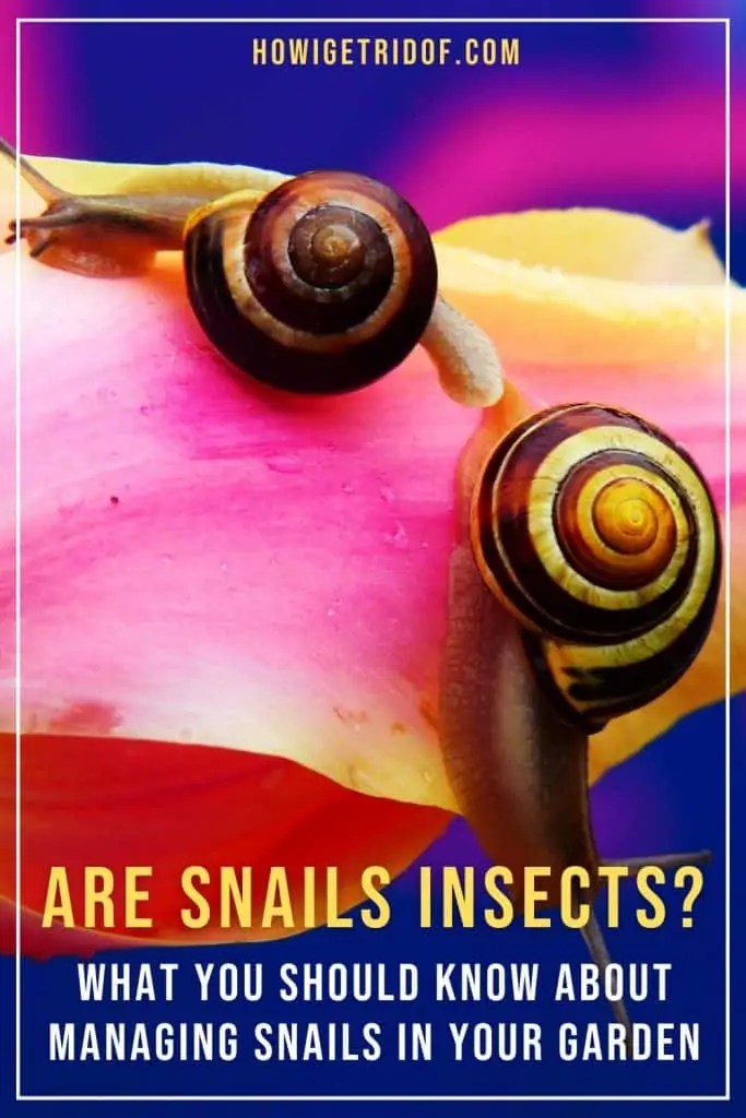 Are Snails Insects? What You Should Know About Managing Snails In Your