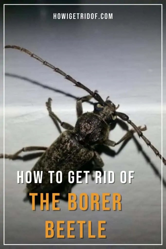 How To Get Rid Of The Borer Beetle How I Get Rid Of