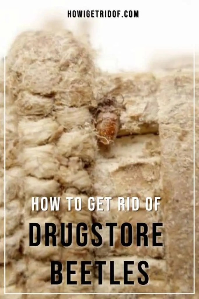 How To Get Rid Of Drugstore Beetles How I Get Rid Of
