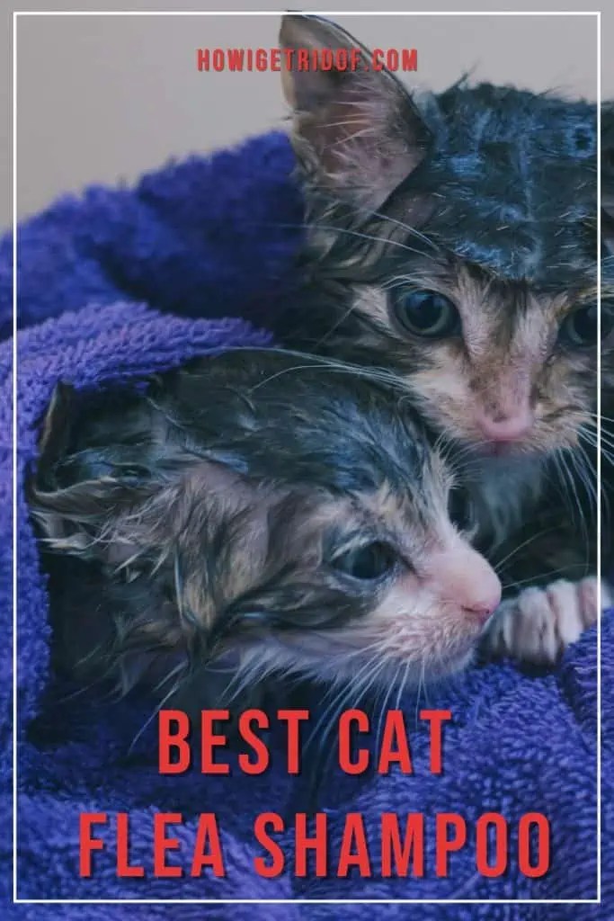 Best Cat Flea Shampoo How I Get Rid Of