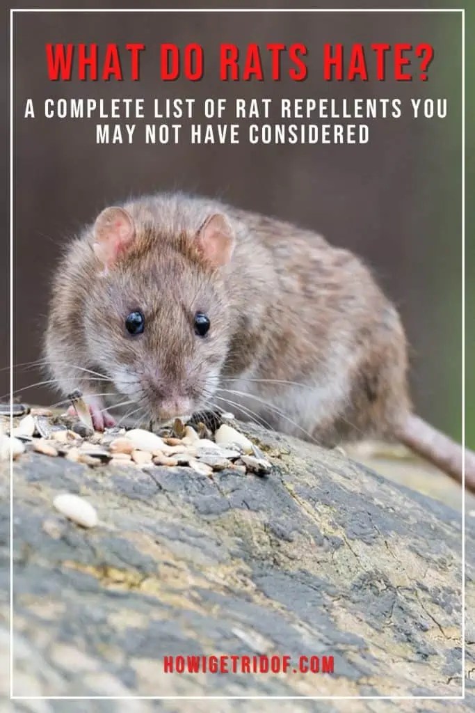 What Do Rats Hate? A Complete List Of Rat Repellents You May Not Have