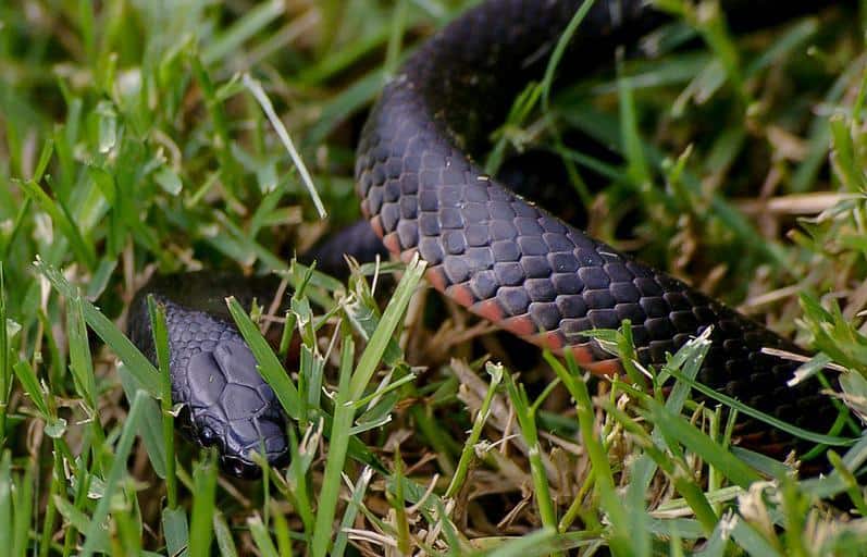 The Most Common Snake Types You Might Run Into (Photos, Facts