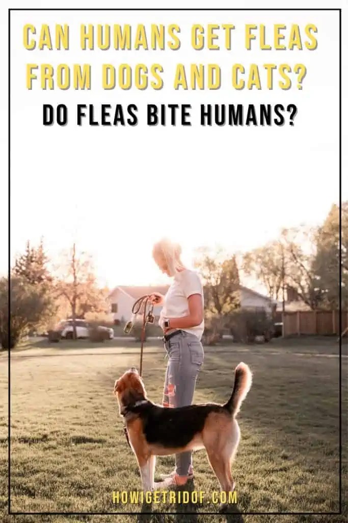 Can Humans Get Fleas from Dogs and Cats? Do Fleas Bite Humans? How I Get Rid Of