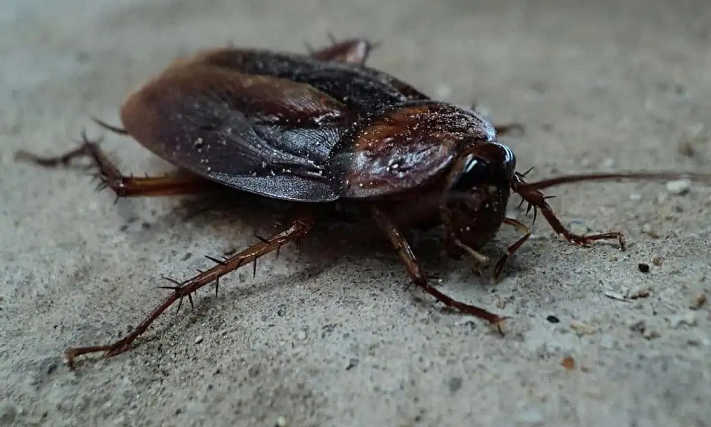 Best Roach Bombs For Getting Rid Of A Roach Infestation How I Get Rid Of