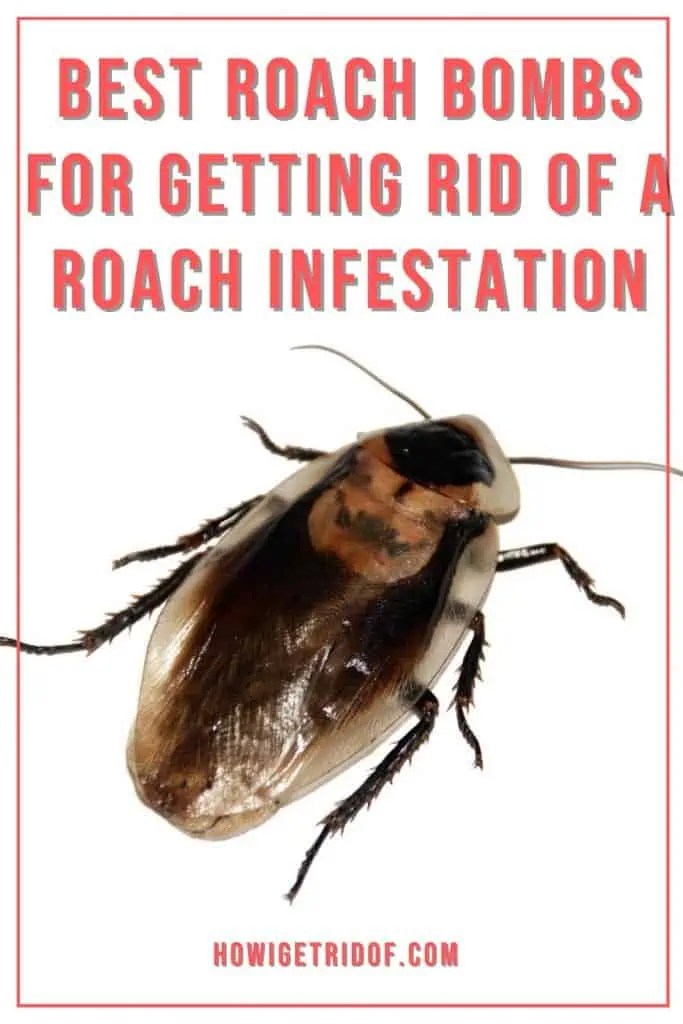 Best Roach Bombs For Getting Rid Of A Roach Infestation How I Get Rid Of