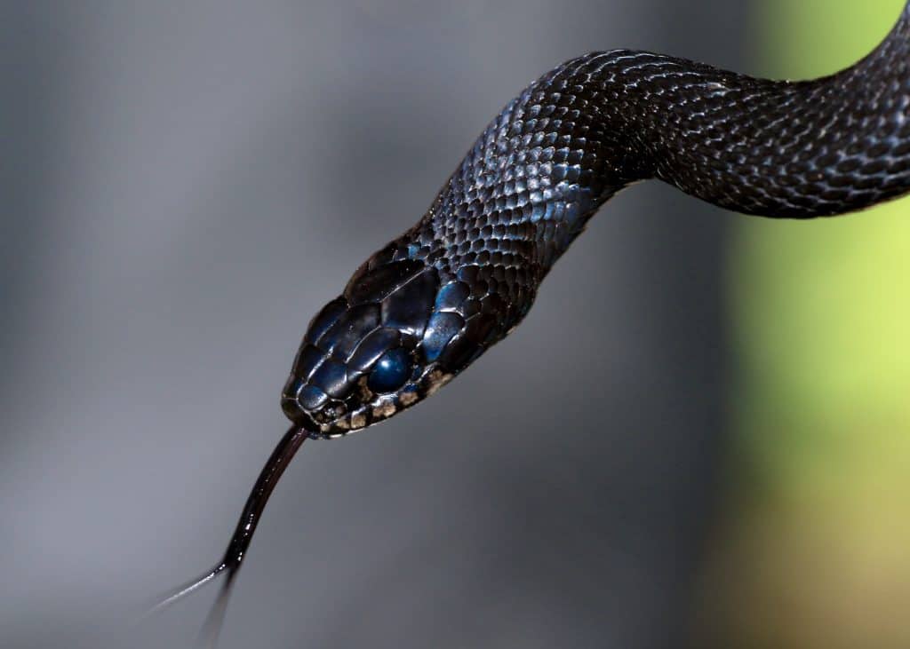 How To Get Rid of Snakes In Home And Keep Them From Getting Back Inside