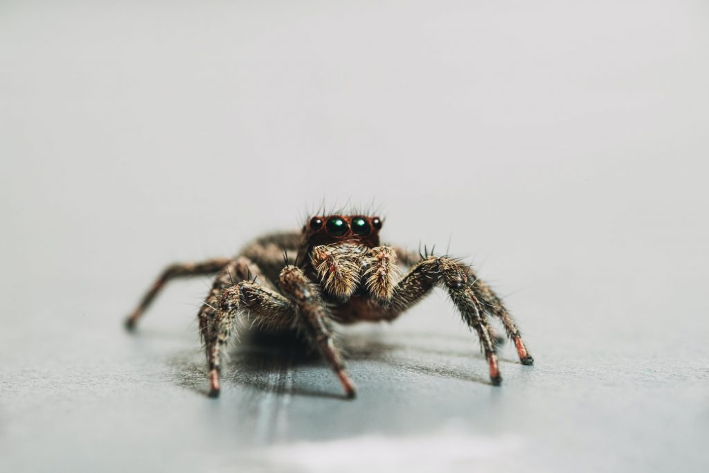 How Long Do Spiders Live In A House? How I Get Rid Of
