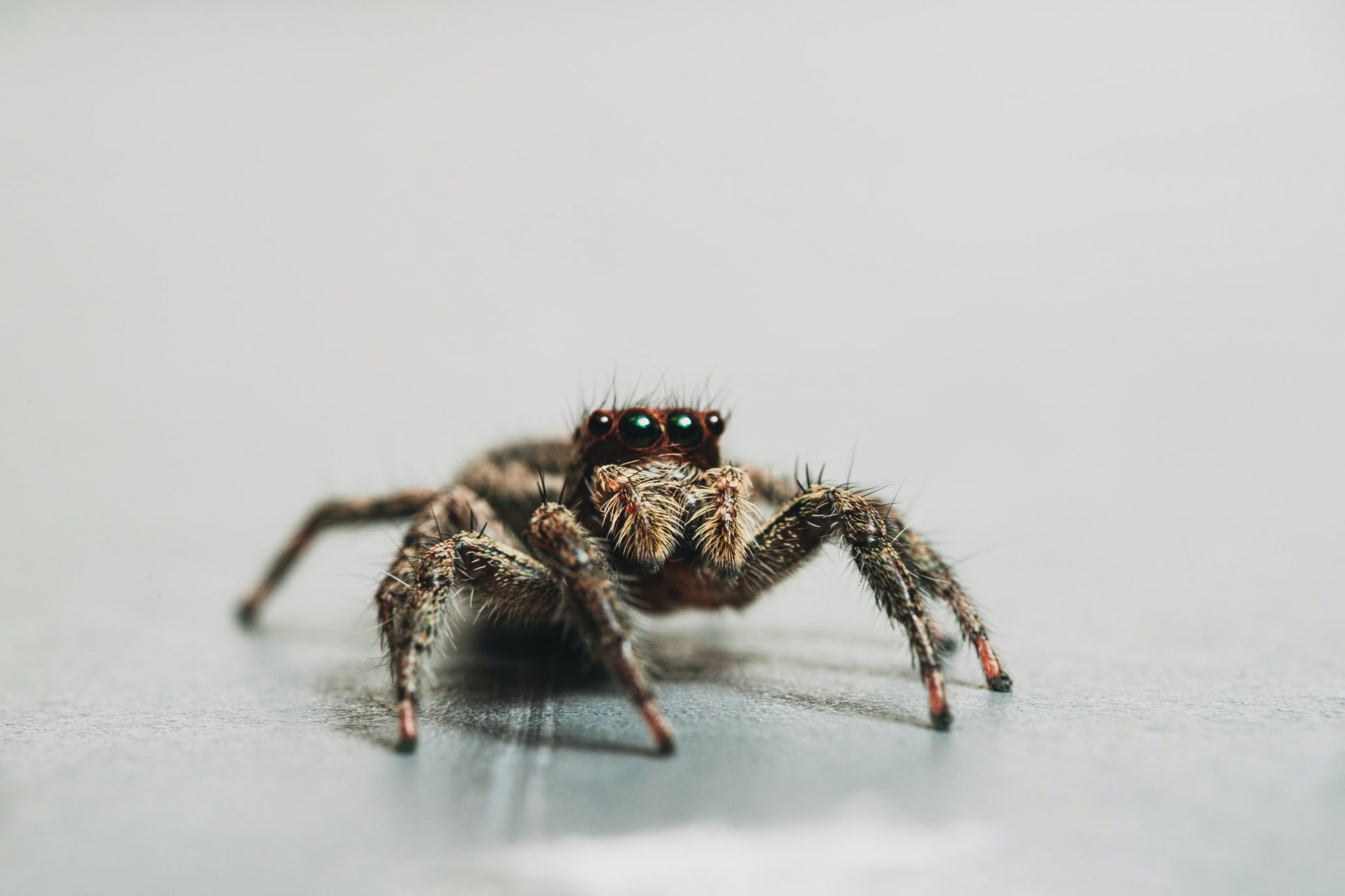 How Long Do Spiders Live In A House? How I Get Rid Of