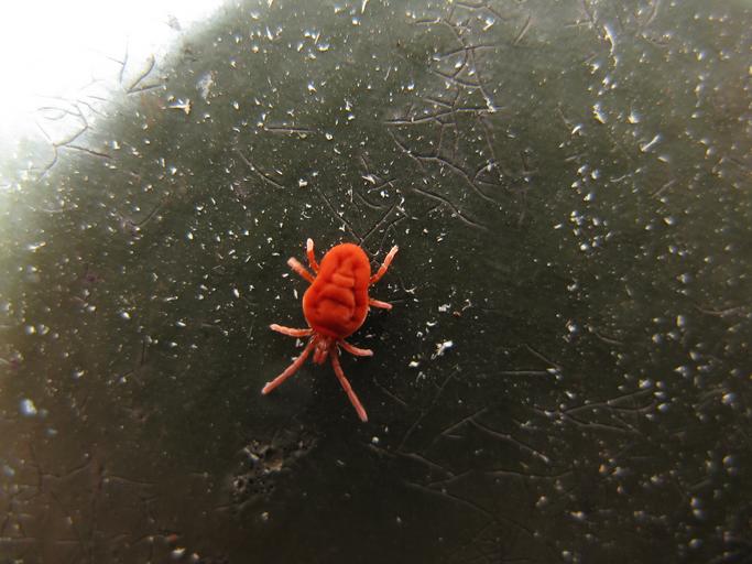 Red Concrete Bugs How To Get Rid Of Concrete Mites How I Get Rid Of