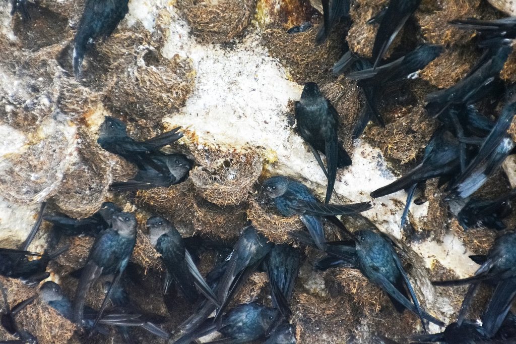 How To Get Rid Of A Swallow Bug Problem How I Get Rid Of