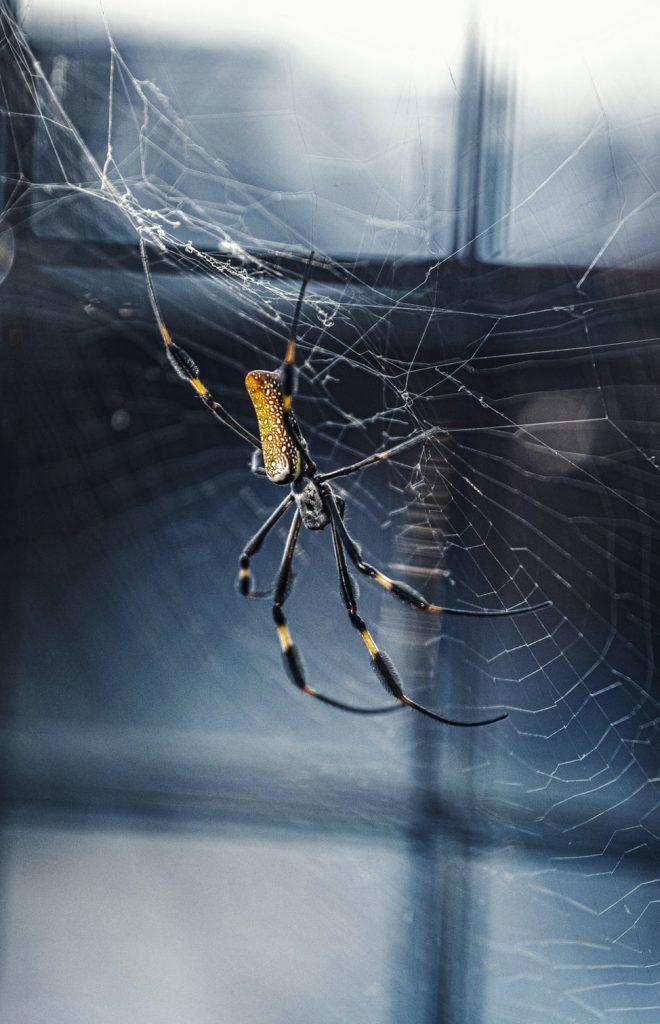 How Long Do Spiders Live In A House? How I Get Rid Of