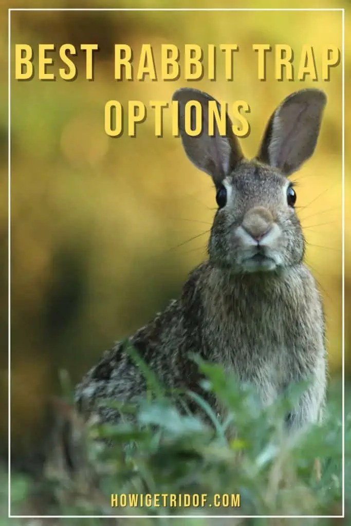 Best Rabbit Trap Options How I Get Rid Of