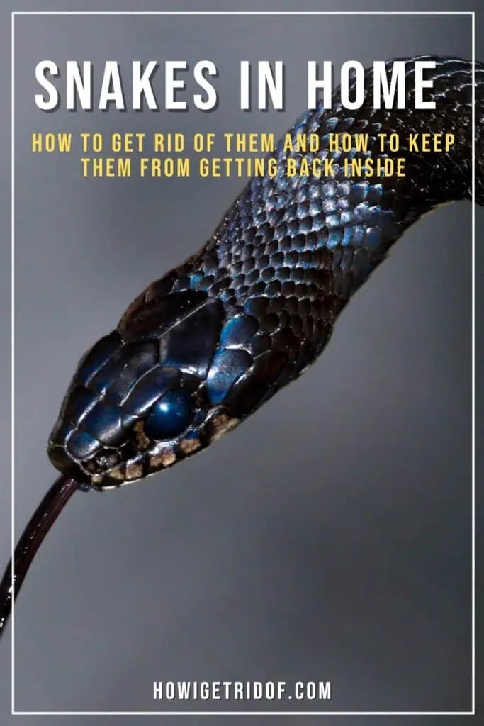 How To Get Rid of Snakes In Home And Keep Them From Getting Back Inside