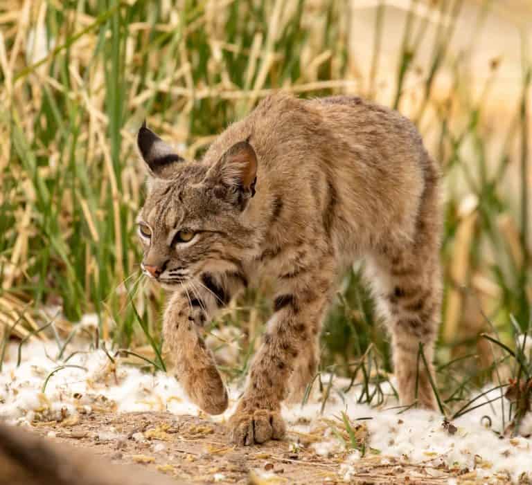 What Does A Bobcat Look Like? Tips On Keeping Bobcats and Other