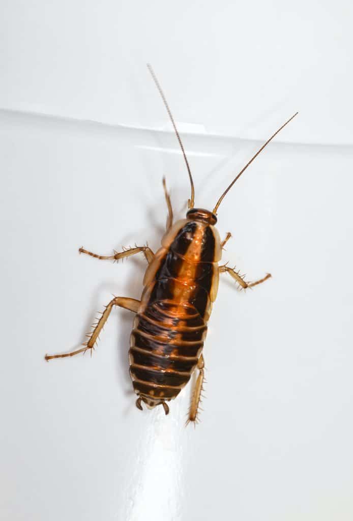 How To Get Rid Of Roaches In Walls How I Get Rid Of
