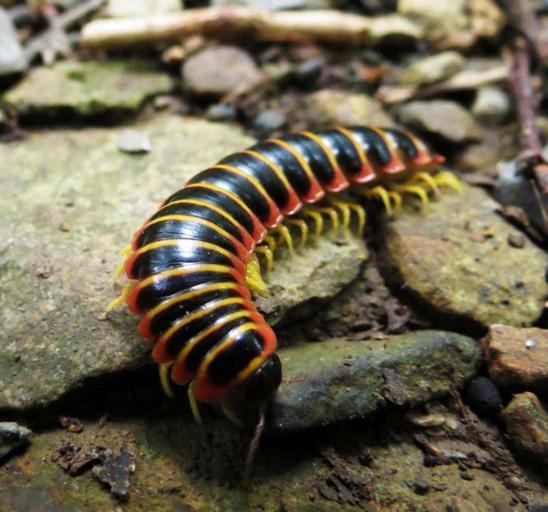 Different Types Of Millipedes And How To Manage Them How I Get Rid Of