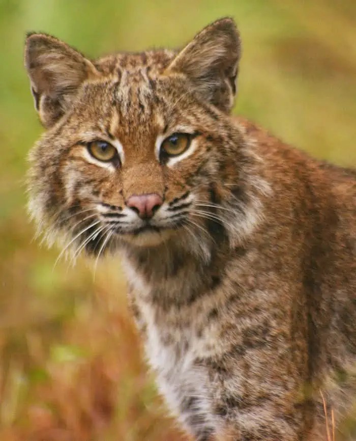 What Does A Bobcat Look Like? Tips On Keeping Bobcats and Other