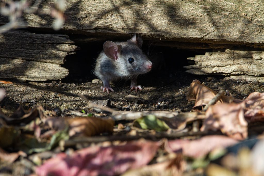 How To Keep Mice Out Of Shed How I Get Rid Of