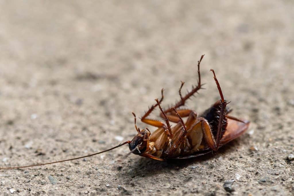 How To Get Rid Of Roaches In Walls How I Get Rid Of