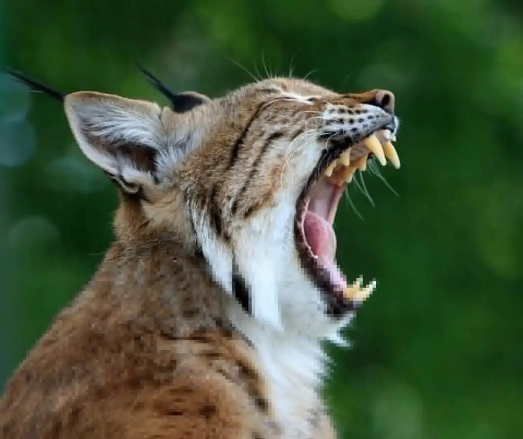 What Does A Bobcat Look Like? Tips On Keeping Bobcats and Other