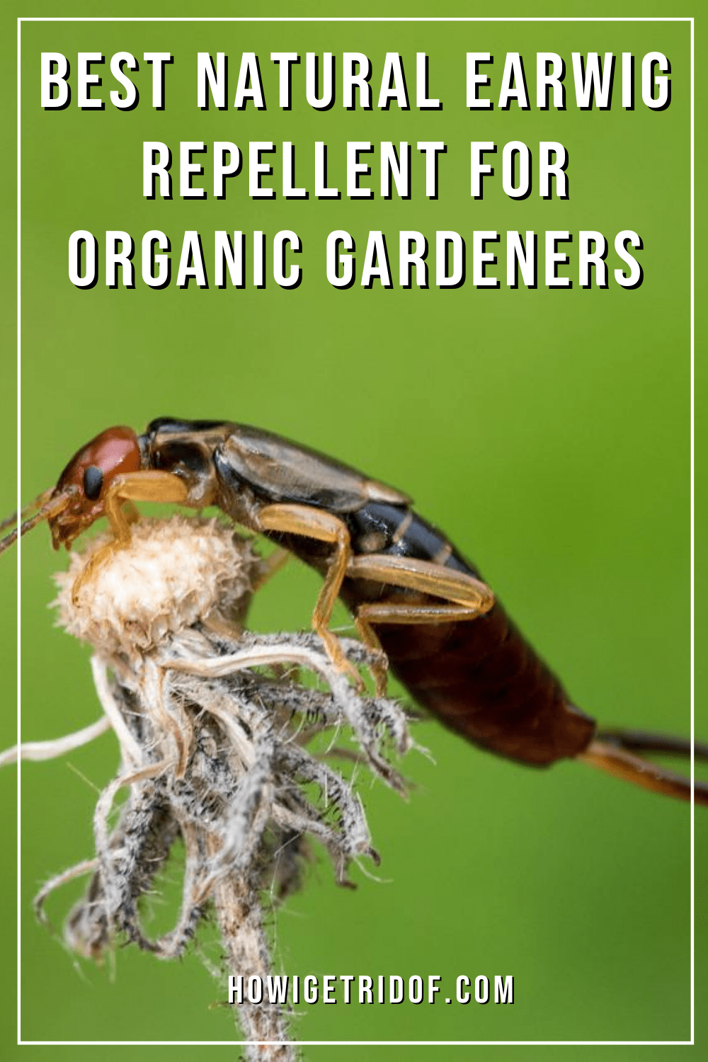 Best Natural Earwig Repellent For Organic Gardeners How I Get Rid Of