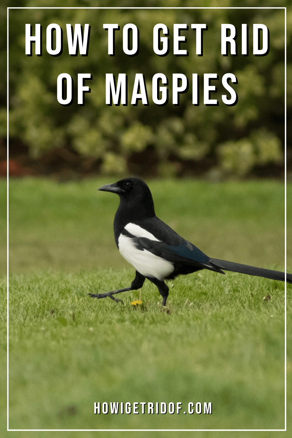 How To Get Rid Of Magpies How I Get Rid Of