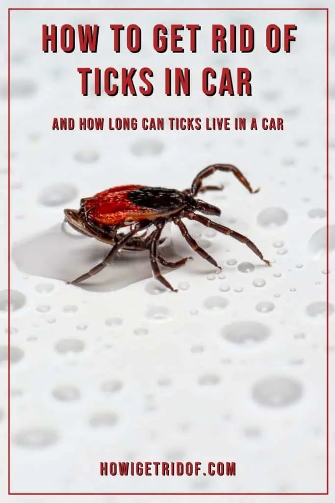How To Get Rid Of Ticks In Car And How Long Can Ticks Live In A Car