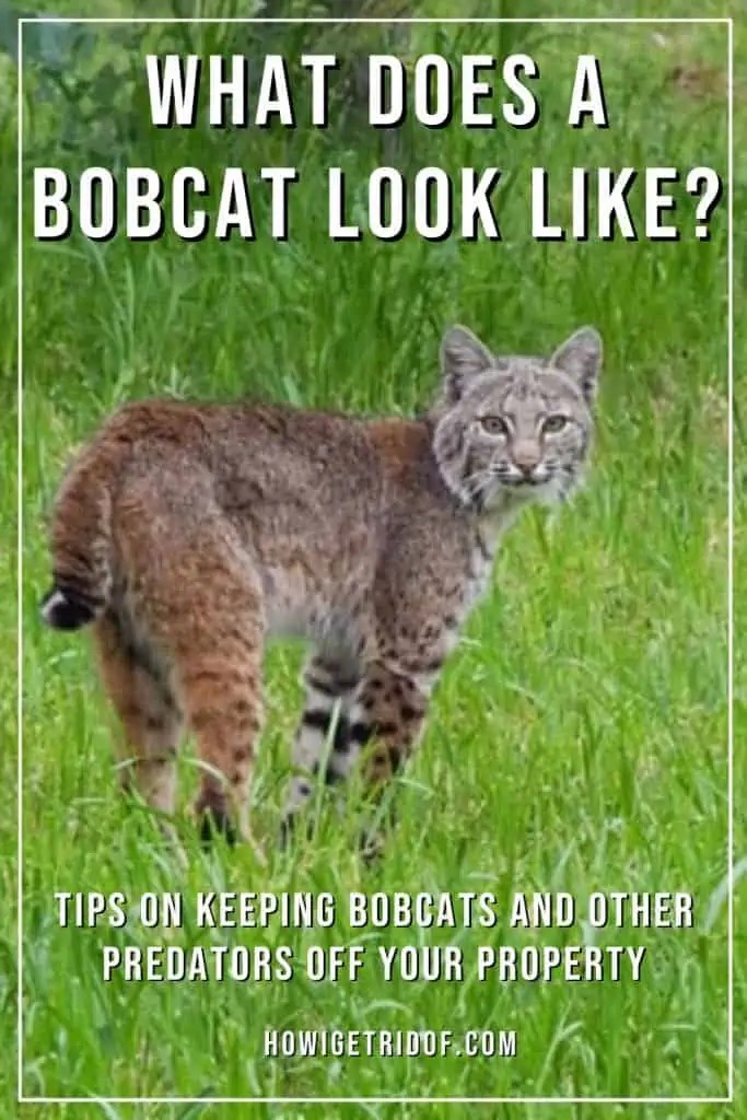 What Does A Bobcat Look Like? Tips On Keeping Bobcats and Other