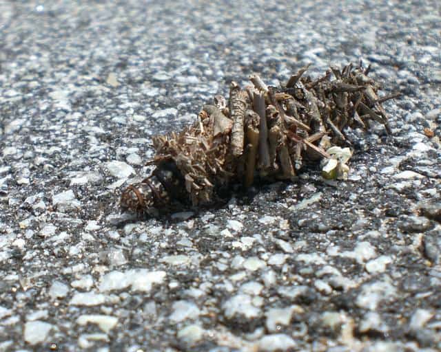 How To Get Rid Of A Plaster Bagworm How I Get Rid Of