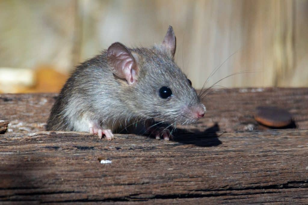 What Is The Best Bait For Rat Trap? How I Get Rid Of