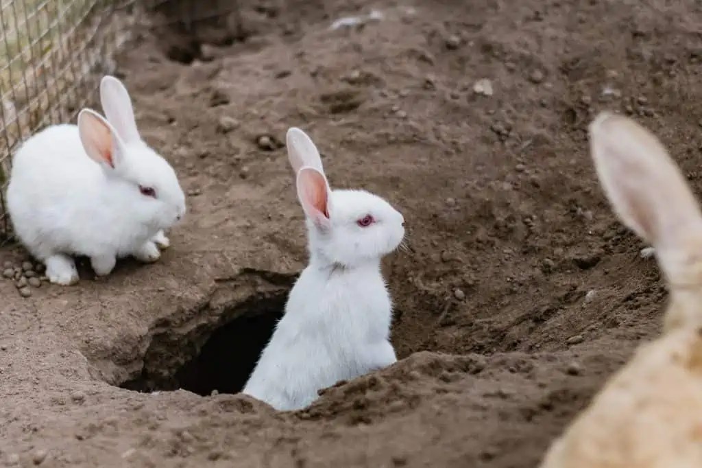 What Rabbit Holes In Yard Look Like and How to Stop Rabbits from