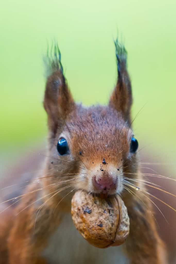 Does A Squirrel Bite and Is it Dangerous? How to Treat a Squirrel Bite