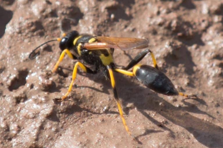 What Attracts Mud Daubers Tips on Keeping These Pests At Bay How I