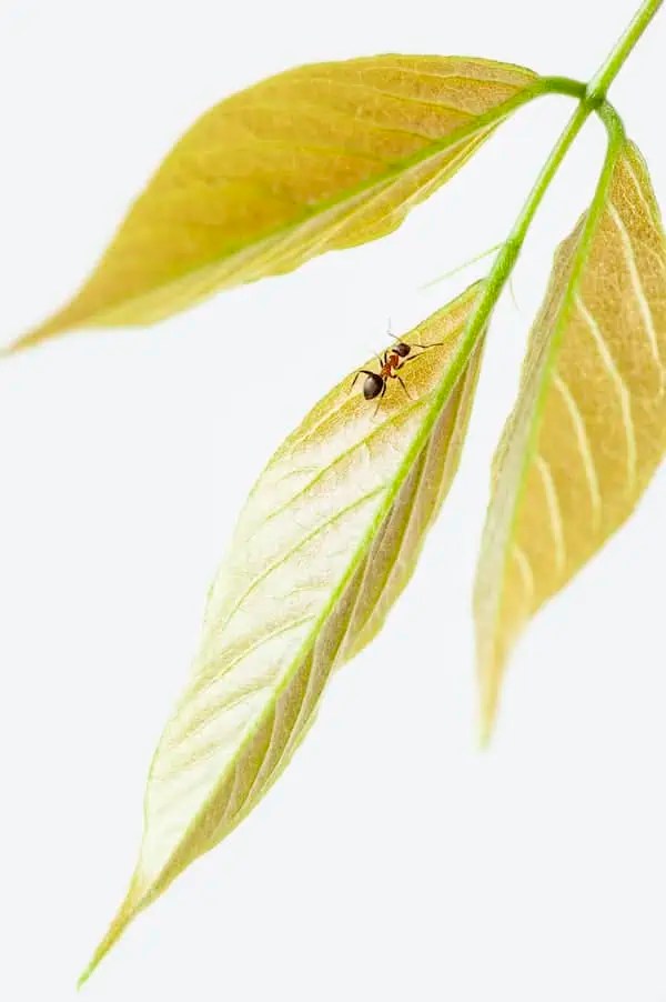 How to Get Rid of Ants in Dishwasher How I Get Rid Of