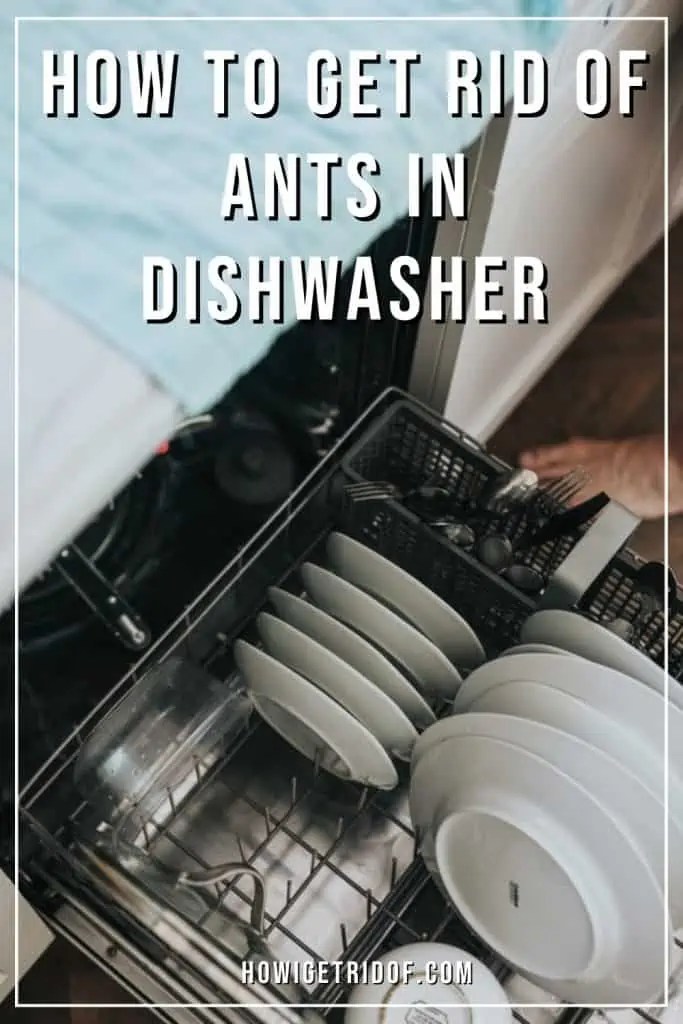 How to Get Rid of Ants in Dishwasher How I Get Rid Of