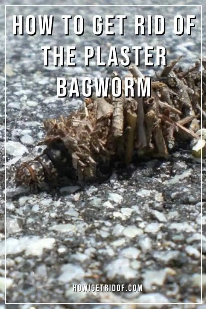 How To Get Rid Of A Plaster Bagworm How I Get Rid Of