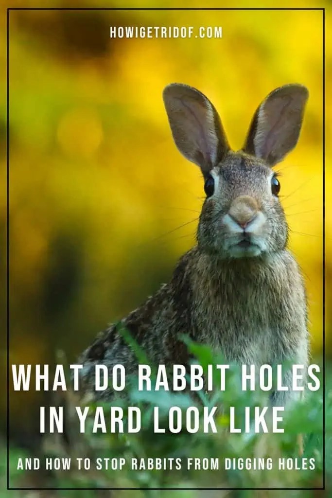 What Rabbit Holes In Yard Look Like and How to Stop Rabbits from